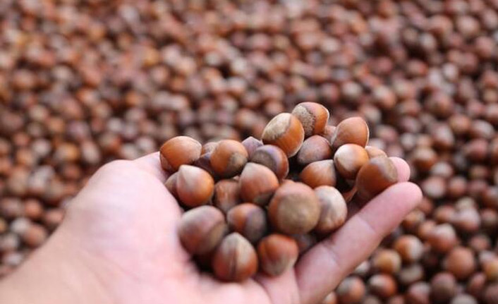 Trabzon'da fındık fiyatları ne kadar?