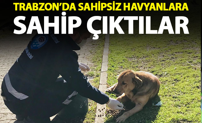 Trabzon'da sahipsiz canlılara sahip çıktılar