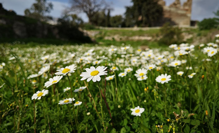Baharın müjdecisi cemre düştü