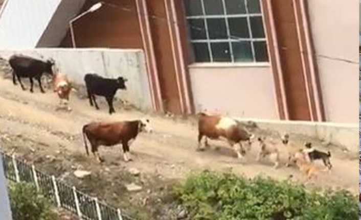 Artvin'de köpekler ineklere saldırdı
