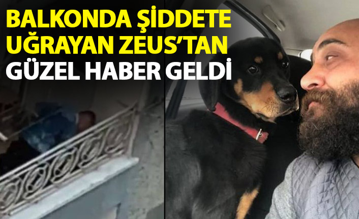 Trabzon'da balkonda sahibinin şiddetine uğrayan Zeus'tan güzel haber!