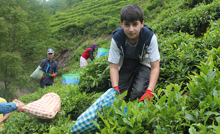 Doğu Karadeniz’e 'çay göçü' öncesi kritik 'vaka' uyarısı