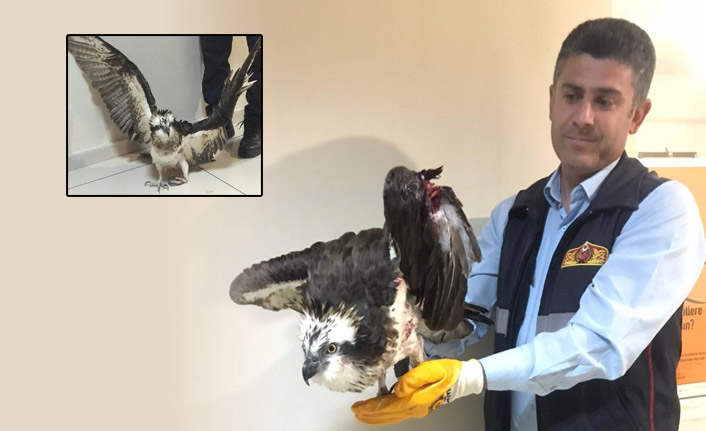 Yaralı balıkçıl kartal kurtarıldı