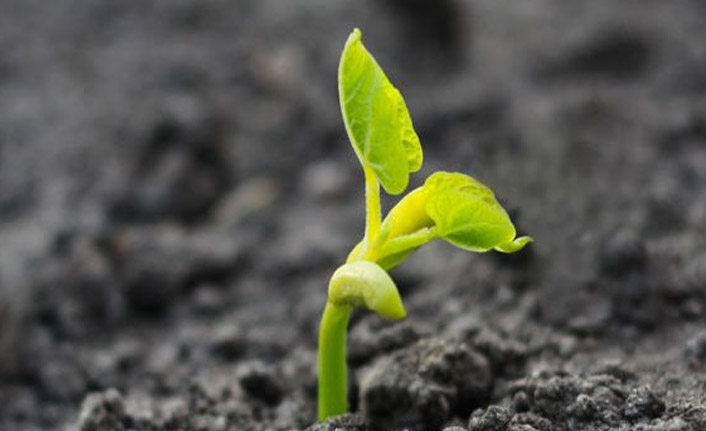 Çin'in uzaydan gelen tohumları filizlendi!