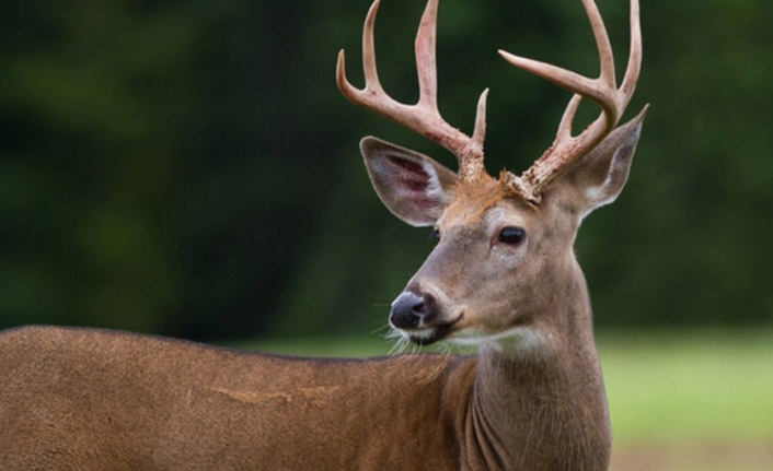 Hayvanat bahçesindeki geyiği kaçırıp yiyen kişiler tutuklandı