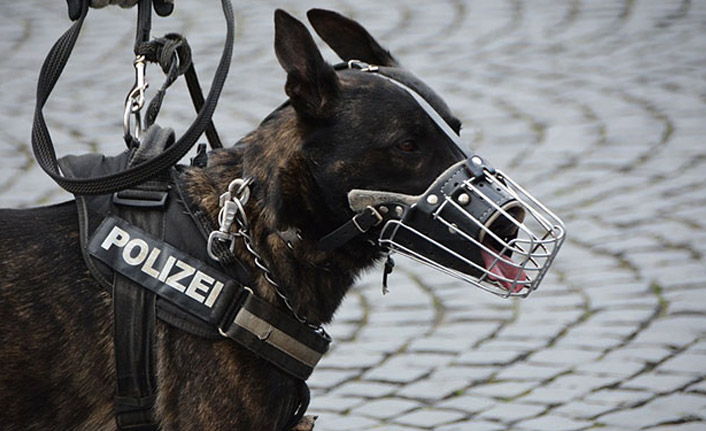 ABD'de korona virüs tespitinde köpekler kullanılacak