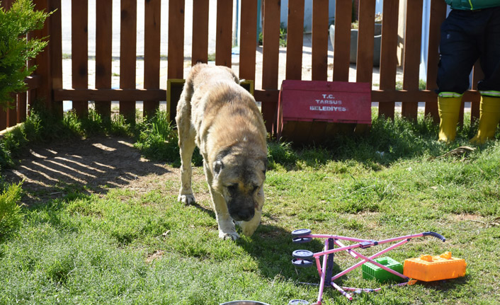 Silahla vurulan köpek sağlığına kavuştu