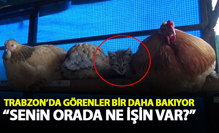 Trabzon'da kedi ile tavukların şaşırtan dostluğu