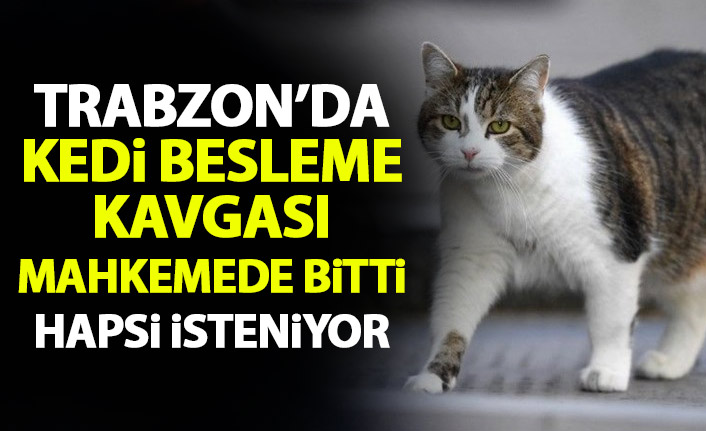 Trabzon'da kedi besleme kavgası mahkemede bitti