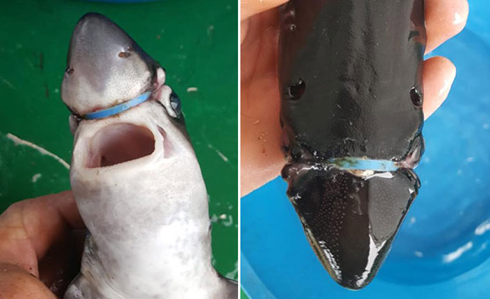 Yavru köpek balığının hayatını kurtardı