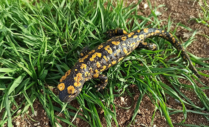 Benekli Anadolu semenderi Batman'da görüntülendi