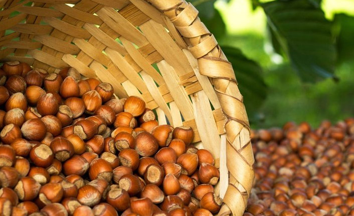 Fındıkta hasar tespitleri yapılıyor