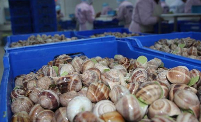 Türkiye'den iki ayda 2,7 milyon dolarlık salyangoz ihracatı