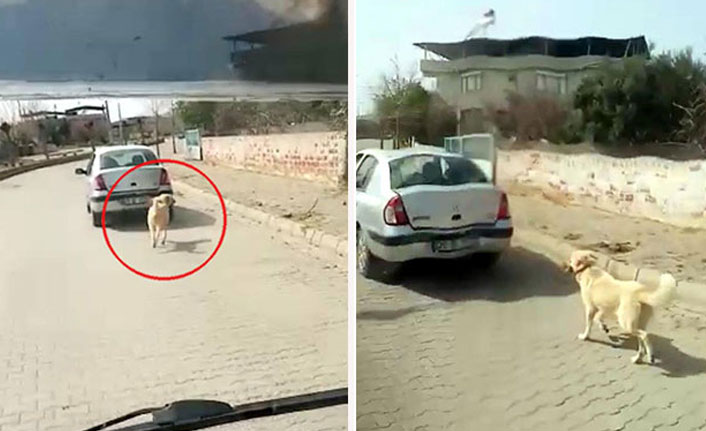 Köpeği arabaya bağlayarak çekti, 1033 lira para cezası aldı