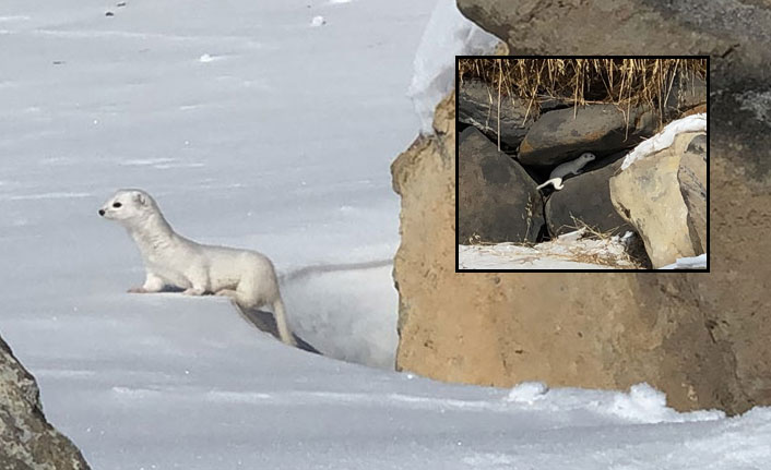 Beyaz gelincik Kars'ta objektiflere yakalandı