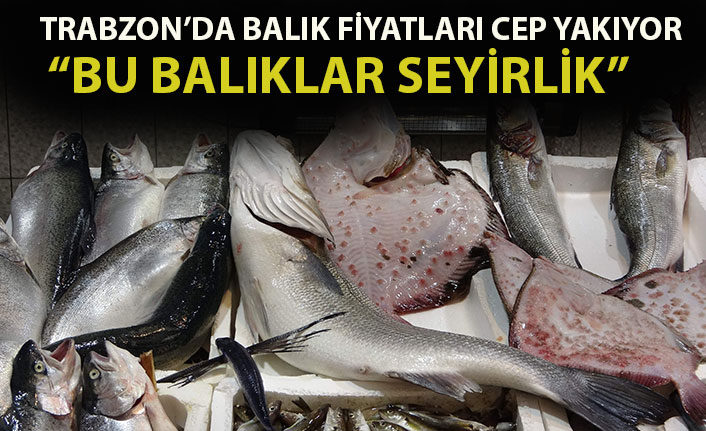 Trabzon'da balık fiyatları cep yakıyor!