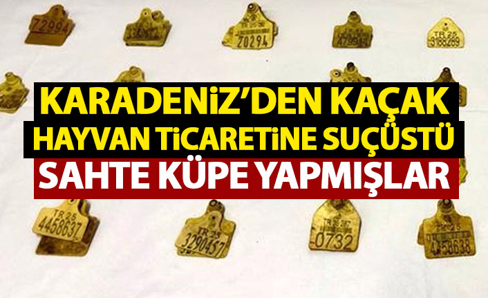 Karadeniz'den kaçak hayvan ticaretine suçüstü! Sahte küpe basmışlar