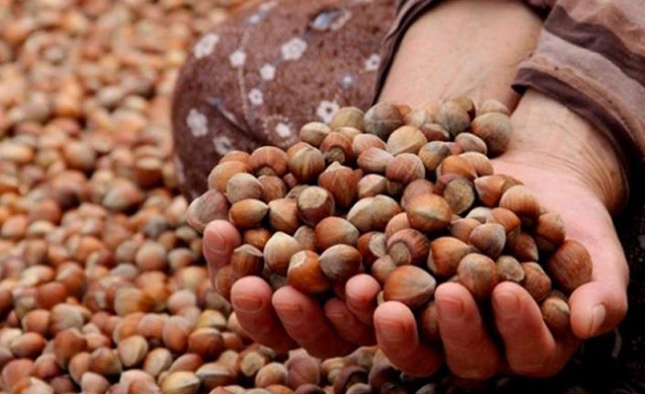 Fındık üreticisine önemli uyarı! Bu yıl çok daha fazla görülüyor