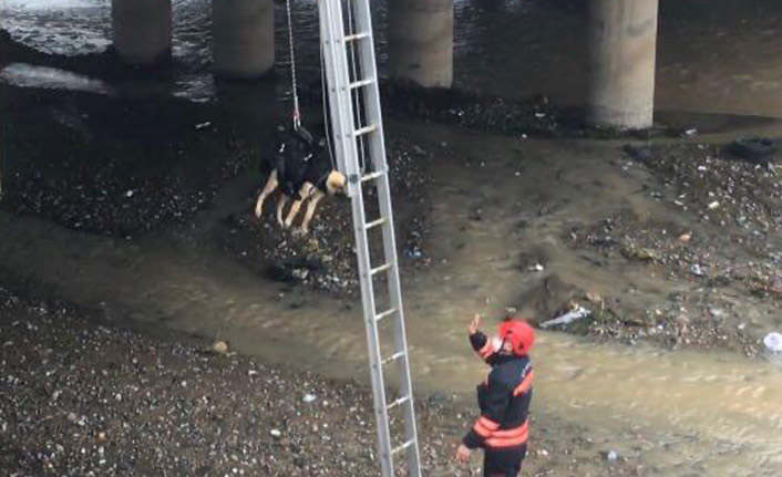 Trabzon'da derede mahsur kalan köpek kurtarıldı