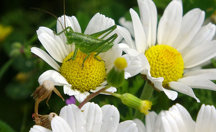Toros Dağları papatyalarla süslendi