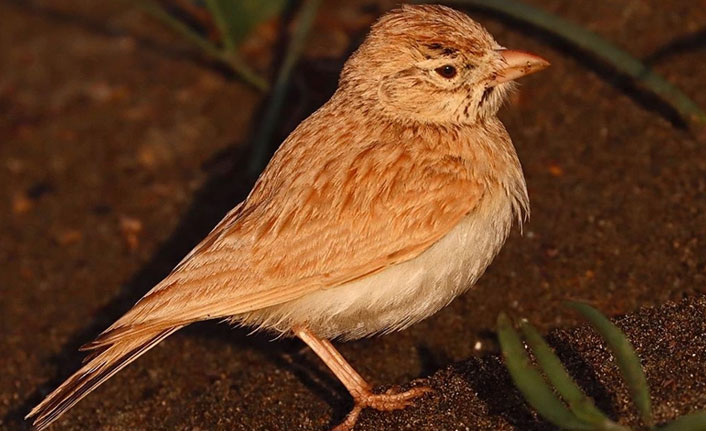 Arabistan toygarı, Türkiye'de ilk kez Hatay'da objektife takıldı