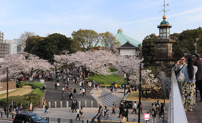 Japonya'da Kovid-19 Hanami kutlamalarına engel olamadı