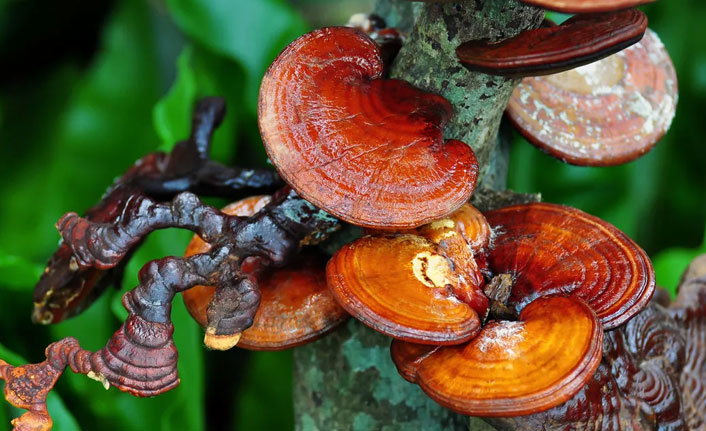 Ölümsüzlük mantarı Kuşadası'nda bulundu