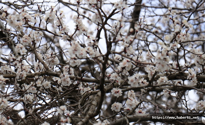 Kayısı üreticilerinin "don" endişesi