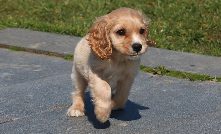 Pandemide evcil hayvan sahiplenme oranı arttı
