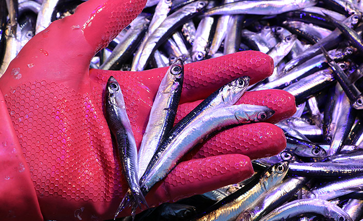 Hamsi ihracatı 2021'in iki ayında 1,8 milyon dolar kazandırdı