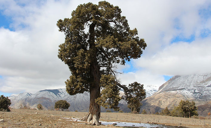 500 yıllık anıt ağaca koruma talebi