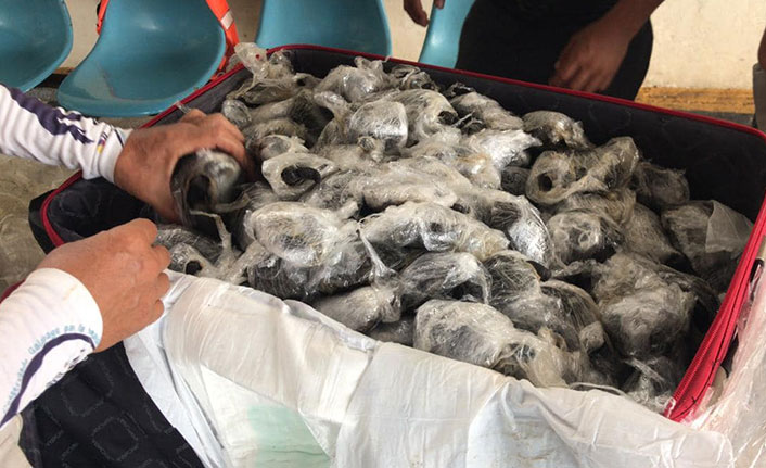 Valizden plastiğe sarılı 185 yavru Galapagos kaplumbağası çıktı!
