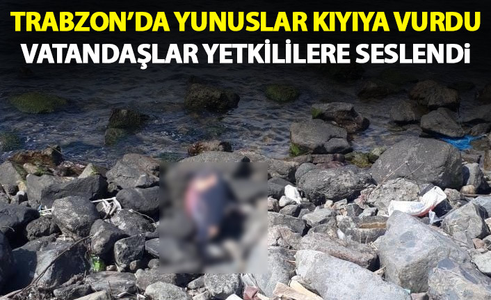 Trabzon’da yunuslar karaya vurdu vatandaşlar yetkililere seslendi