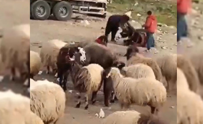 Eşeğini döven çobana bin 33 TL ceza!