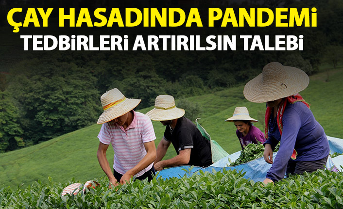Trabzon'dan çay hasadı için pandemi uyarısı