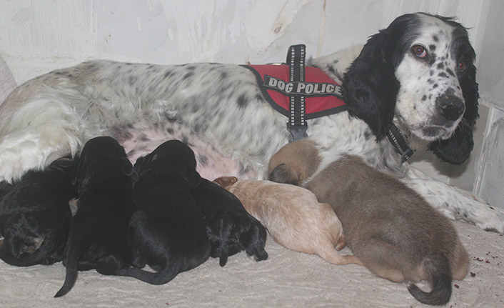 Av köpeği, pitbull cinsi köpeğe anne oldu