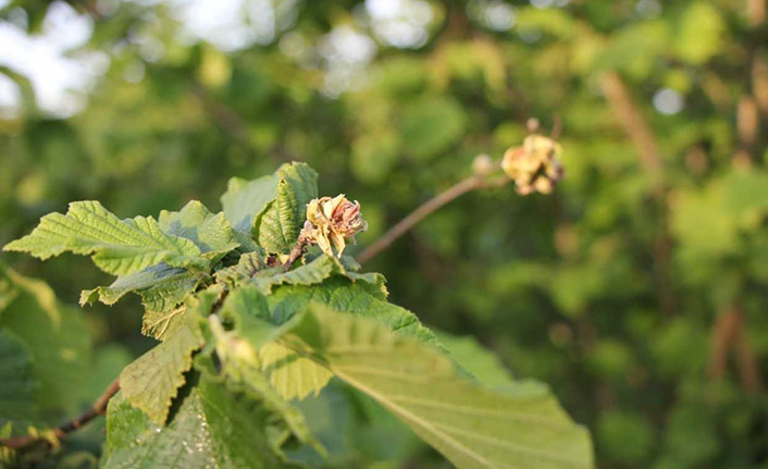 Fındık zararlıları ile mücadele dönemi başladı