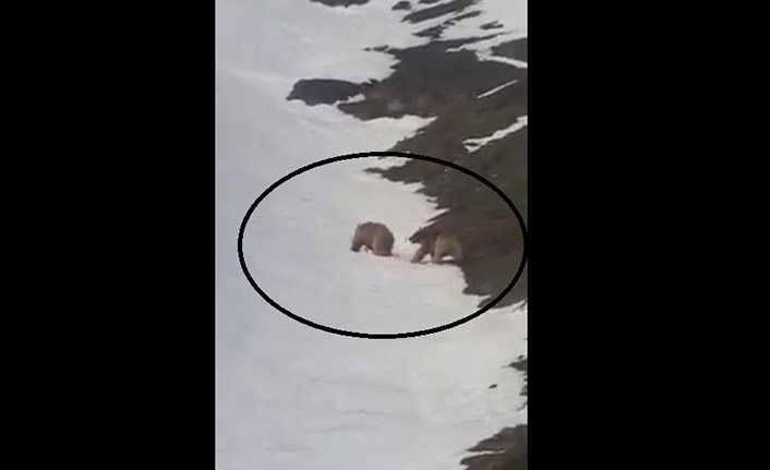 Bayburt'ta ayılar kameraya yakalandı