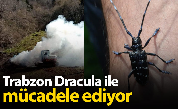 Trabzon'da Dracula ile mücadele sürüyor