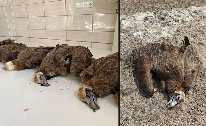 Nesli tehlikede olan 7 kara akbaba zehirli etle öldürüldü!
