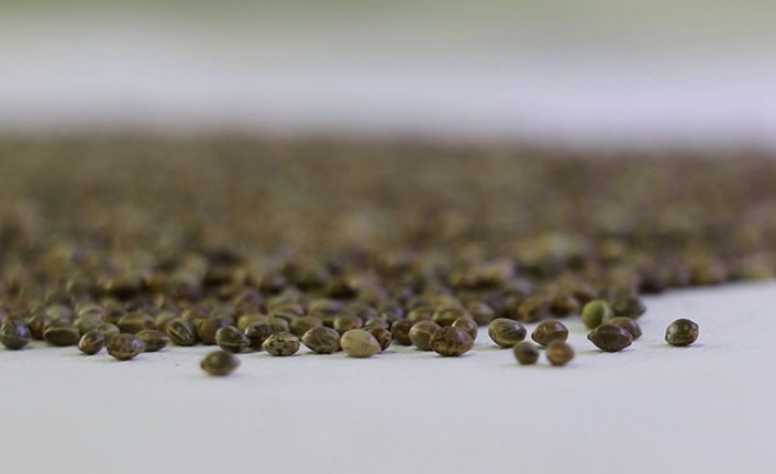 Türkiye'nin ilk yerli kenevirleri tescillendi