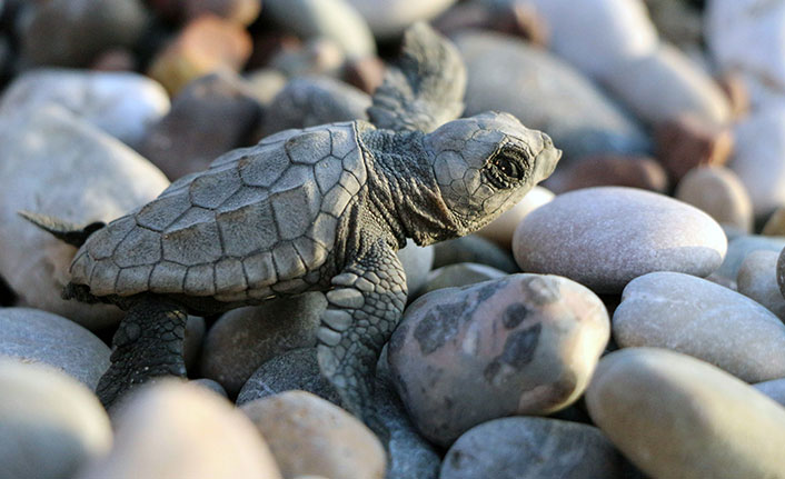İklim değişikliği Caretta carettaları da etkiledi