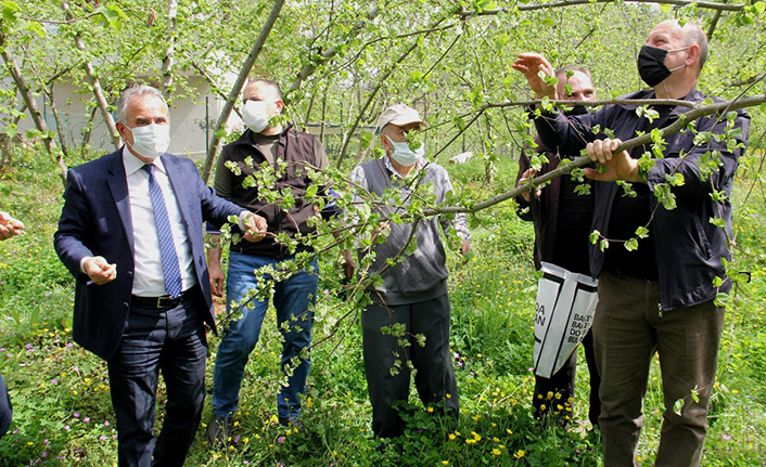 Fındıkta kozalak akarı zararlısı ile mücadele
