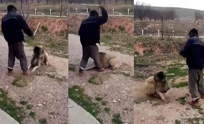 Köpeğini sopayla döven kişinin görüntülerine tepki yağdı