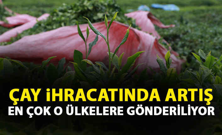 Çay ihracatında artış! İşte en çok satılan ülkeler