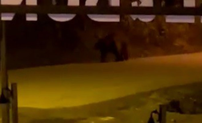 Trabzon'da kış uykusundan uyanan aç ayı Uzungöl merkezine indi