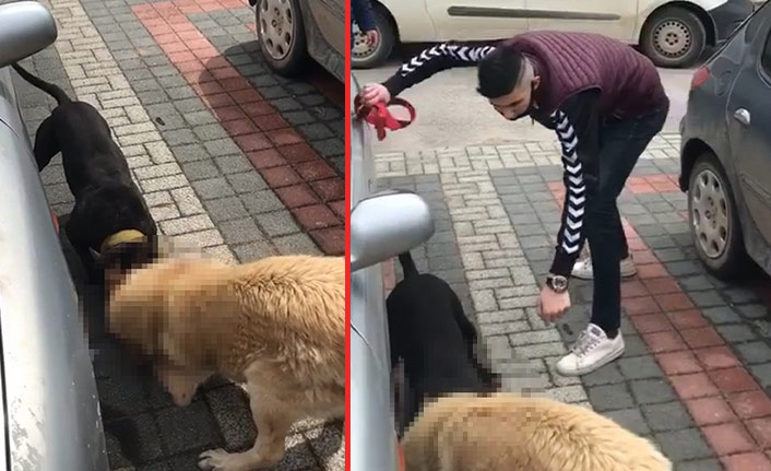 Pitbull sokak köpeğine saldırdı