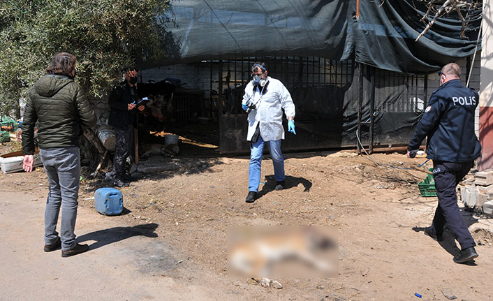 Evlat yerine koyduğu köpekleri öldürüldü, gözyaşlarını tutamadı