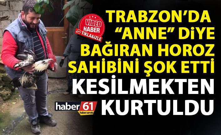 Trabzon’da “Anne” diye bağıran horoz kesilmekten kurtuldu