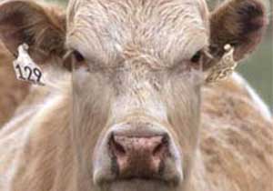 Görenleri hayrete düşürdü